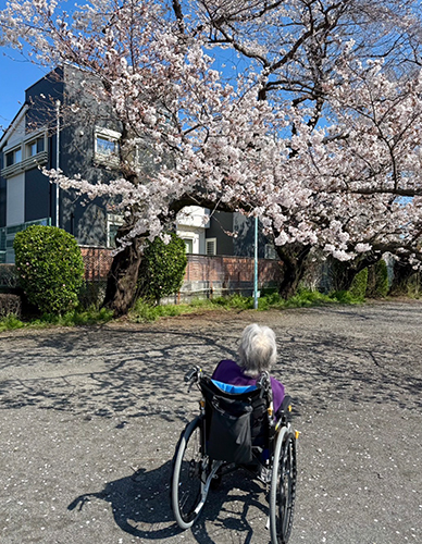 お花見に行って来ました